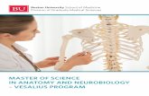 MASTER OF SCIENCE IN ANATOMY AND NEUROBIOLOGY – … · 2017-09-27 · IN ANATOMY AND NEUROBIOLOGY Program Overview The M.S. in Anatomy and Neurobiology — Vesalius Program is a