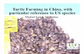 Turtle Farming in China, with particular reference to US ......quickly throughout China • Since 2000, Florida Softshell, Spiny Softshell and Smooth Sorftshell have also been farmed