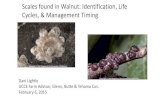 Scales found in Walnut: Identification, Life Cycles ... · Scales found in Walnut: Identification, Life Cycles, & Management Timing Dani Lightle UCCE Farm Advisor, Glenn, Butte &