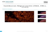 Sambucus Nigra Lectin (SNA, EBL), CY®3 PDF · 2020-07-16 · Sambucus nigra lectin, isolated from elderberry bark, binds preferentially to sialic acid attached to terminal galactose