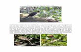 GHANA TRIP REPORT: 02 MAY 15 MAY 2016wildlifeandnaturedestinations.com/wp-content/uploads/2018/05/Gha… · GHANA TRIP REPORT: 02 MAY – 15 MAY 2016 Bare-headed Rock-fowl (Original
