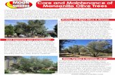 Care and Maintenance of Manzanillo Olive Trees · Manzanillo Olive Trees are one of the most desirable trees for dry climates and landscapes in the Southwest. For good reason, they