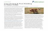 Care During & Post Kidding In Dairy Goats · Care of Newborn and Nursing Goat Kids Upon delivery, immediately assess newborn kids for vigor and presence of respiratory movements.