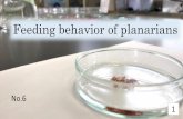 Feeding behavior of planarians - hyogo-c.ed.jpkakohigashi-hs/pdf/h29/kadai/71-6-En.pdf · Planarians sense glycogen and show eating behavior. ... ①Put 5 planarians each into 9 petri