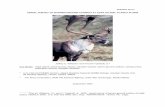 AERIAL SURVEY OF BARREN-GROUND CARIBOU AT ADAK … Caribou census.pdf · 2013-09-19 · Mountain and Lake Vincennes and east to Hidden Bay (Figs. 2-5, Table 1). We counted a total