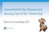 Intervertebral Disc Disease and Nursing Care of the “Down Dog”...Intervertebral Disc Disease (IVDD) • Syndrome of pain and neurologic deficits, and sometimes complete paralysis,