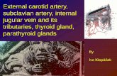 External carotid artery, subclavian artery, internal jugular vein and … · 1st – maxillary artery. 2. nd – hyoid, stapedial aa. 3. rd – common carotid a. and first part .