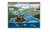 Mercury Cycle - Peel Region · AIR RAIN WATER SOIL Manmade Sources Particles Deposited to the water Deposited to sediment Evaporation Deposited to the land Deposited to the land Natural