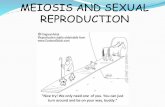 MEIOSIS AND SEXUAL REPRODUCTIONraffertycentral.weebly.com/uploads/5/9/4/1/... · MEIOSIS AND SEXUAL REPRODUCTION. Activator??? What is the difference between ASEXUAL Reproduction