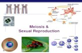 Meiosis & Sexual Reproduction - KING'S SCIENCE PAGEhkingscience.weebly.com/.../13_notes_meiosis.pdf · Meiosis Reduction Division special cell division for sexual reproduction reduce