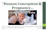 Human Conception Pregnancy… - Mr. Hayward's Science Pagehaywardscience.weebly.com/.../9.__conception___pregnancy.pdf · 2019-08-19 · Human Conception & Pregnancy… S1‐1‐10
