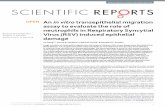 An in vitro transepithelial migration assay to evaluate the role of … · 2018-05-09 · SCIEnTIfIC RepoRtS | DOI1.1s1-1-21-1 An in vitro transepithelial migration assay to evaluate