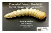 Control of Prionus Beetles in Sweet Cherry with Admire™...• Rahul Agarwal, Utah State University lab tech • Kirk Bagley, Utah State University lab tech • Tony McCammon, USU
