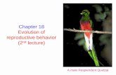 Chapter 18 Evolution of reproductive behavior (2nd lecture) · A male Resplendent Quetzal. Male-male competition in red deer Males engage in fierce competition to secure the best