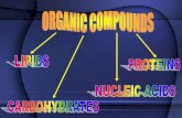 CARBOHYDRATES - Levasseur's Biologylevasseurscience.weebly.com/.../biochemistry_-_organic_compounds.… · CARBOHYDRATES •Living things use carbohydrates as a key source of ENERGY!