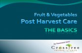 Disease - crosstree.info of F n V.pdf · Understand that fresh fruits and vegetables live and breath! They need to be:- treated with care. provided fresh air to breathe. kept clear