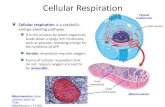 Cellular Respiration - Biologywslijk.weebly.com/uploads/8/9/7/2/8972597/cellular_respiration2.pdf · Cellular Respiration Cellular respiration is a catabolic, energy-yielding pathway.