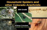 Household Spiders and other Colorado Arachnids...Key Points –Household Spiders in Colorado •Many of the spiders found in homes are transients, that do not reproduce in buildings