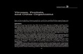 Viruses, Protists, and Other Organisms€¦ · organisms. They will also be used in this text. Protozoan-like Protists The average size of protozoan-like protists is ¹⁄₁₀₀
