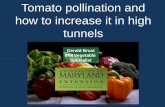 how to increase it in high tunnels - University Of Maryland · pollination and fertilization . Temperatures above 88˚F may cause abnormal style elongation. High rain fall will cause