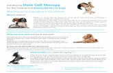 Introducing Stem Cell Therapy - Natterjacks Vet · These cells are essentially the body’s own repair kit! They move to damaged tissue, where they act to reduce inflammation and