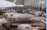 Pig Identification and Registration: Guidance for Keepers in ......This guidance explains the new rules for pig identification and registration from 1 October 2011. The guidance is