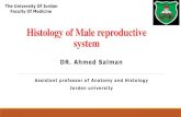 Male reproductive system - Doctor 2017 - JU Medicine · 2020-07-25 · Male reproductive system Primary sex organ Accessory Glands Accessory Ducts Copulatory Organ Testis Two Seminal
