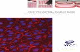 tips and techniques for culturing primary cells · A complete cell culture media, composed of a basal medium supplemented . page 2 ... schedules for each ATCC primary cell culture,
