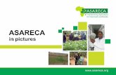 ASARECA pictures...Access to disease-free, high quality potato seed, by smallholder farmers, is a major con-straint to potato production and trade in the region. In response, ASARECA