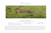 WILDLIFE JOURNAL Singita Kruger National Park For the ... · South Africa and Mozambique one morning when he found a ground pangolin (also known as a Cape pangolin or Temminck’s