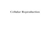 Cellular Reproductionmrsandozscience.weebly.com/uploads/3/9/8/7/39871279/bs_7.pdf · Refuting Spontaneous Generation ... Theory of Biogenesis •From Pasteur’s work came the theory