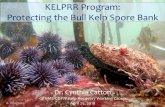 KELPRR Program: Protecting the Bull Kelp Spore Bank · KELPRR Program: Protecting the Bull Kelp Spore Bank. A. Maguire. Dr. Cynthia Catton. GFNMS-CDFW Kelp Recovery Working Group