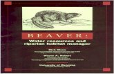 BEAVERDuring the early 1800s, beaver pelts for hats and garments brought many trappers to wilderness areas. Beaver populations during this period were nearly eliminated by the fur