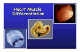 Heart Muscle Differentiation Dev LA 060207.… · THE HEART • Structure and function •Anatomy of the heart HEART DEVELOPMENT • Overview of Heart Formation • Genetic factors