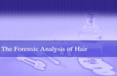 The Forensic Analysis of Hair · hairs and fibers en masse from carpet, bedding, etc. • If the evidence is stuck to another object, the entire object should be packaged and labeled.