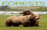 Wildlands for Wildlife - American Forests · 2017-06-14 · STEPPING UP THE SPEED AND SCOPE OF FOREST RESTORATION IN SEVEN KEY ECOSYSTEMS FORESTS SUMMER 2017 AMERICAN. Our founder,