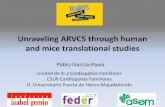 Unraveling ARVC5 through human and mice translational studies · La incidencia de arritmias ventriculares graves (TVS/FV) fue del 70 % en el grupo con ... • Disfunción sistólica