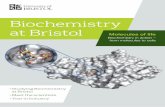 Biochemistry at Bristol · My own research interests are focused on understanding the molecular mechanisms of how and why cancer cells migrate to spread around the body. To study