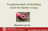 Fundamentals of Building Soils for Better Cropsext.wsu.edu/extras/irg/Van Es 1.pdf · 2013-01-25 · Grows better than many other cover crops on low-fertility soils. • Grows rapidly