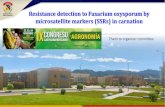 Resistance detection to Fusarium oxysporum by ...€¦ · Resistance detection to Fusarium oxysporum by microsatellite markers (SSRs) in carnation Juan J. Filgueira, Laura M. Perilla,