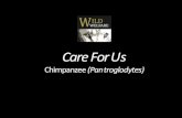 Care For Us Chimpanzee (Pan troglodytes) - Wild Welfare · 2020-06-15 · chimpanzee). Chimpanzees were once widespread across much of Africa, butare now concentrated in the forests
