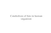 Catabolism of fats in human organismjulivan/MF rudens semestras/Basis of... · • Metabolism of fatty acids (anabolism and catabolism) begins with activation – conjugation to coenzyme