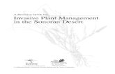 Invasive Plant Management in the Sonoran Desert · in the Sonoran Desert A collaborative project between the Sonoran Institute and The Nature Conservancy. The Sonoran Institute, founded