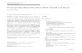 Purinergic signalling in the urinary tract in health and disease · 2017-08-24 · urinary bladder were also reported [ 420]. Evidence for purinergic and cholinergic components of