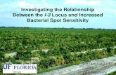 Investigating the Relationship Between the I-3 Locus and ...tgc.ifas.ufl.edu/2016/7. Investigating the... · Between the I-3 Locus and Increased Bacterial Spot Sensitivity S.F. Hutton