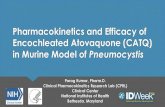 Pharmacokinetics and Efficacy of Encochleated Atovaquone ...€¦ · 1 Vehicle treated negative control 2 SMX-TMP treated positive control (250/50 mg/kg) 3 Atovaquone treated control