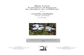 Mise à jour - Canada.ca · Résumé Violette pédalée Viola pedata Information sur l'espèce La violette pédalée est une plante herbacée acaule. Les feuilles et les pédoncules