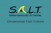 Ornamental Fish Cultureshellfish.ifas.ufl.edu/wp-content/uploads/SALT_FDACS... · 2018-08-08 · Livebearer Culture Techniques Typical livebearer farm has 50-300+ small (~1/10 th