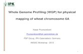 Whole Genome Profiling (WGP) for physical mapping of wheat … · 2013. 10. 12. · -Powdery mildew, Pm21 (Muranty et al. 2009) -Stem rust, Sr8, Sr13 (Ug99), Sr26, (McIntosh et al.