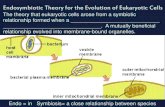 The theory that eukaryotic cells arose from a symbiotic ... · Endosymbiotic Theory for the Evolution of Eukaryotic Cells . The theory that eukaryotic cells arose from a symbiotic